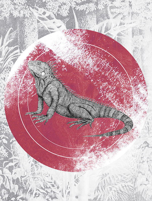 Komar Poster Iguana Circle Tiere B/L: ca. 30x40 cm