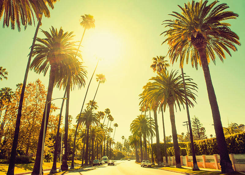 Komar Poster Palm Alley Palmen B/L: ca. 40x30 cm Palm Alley - (40,00/30,00cm) - Komar