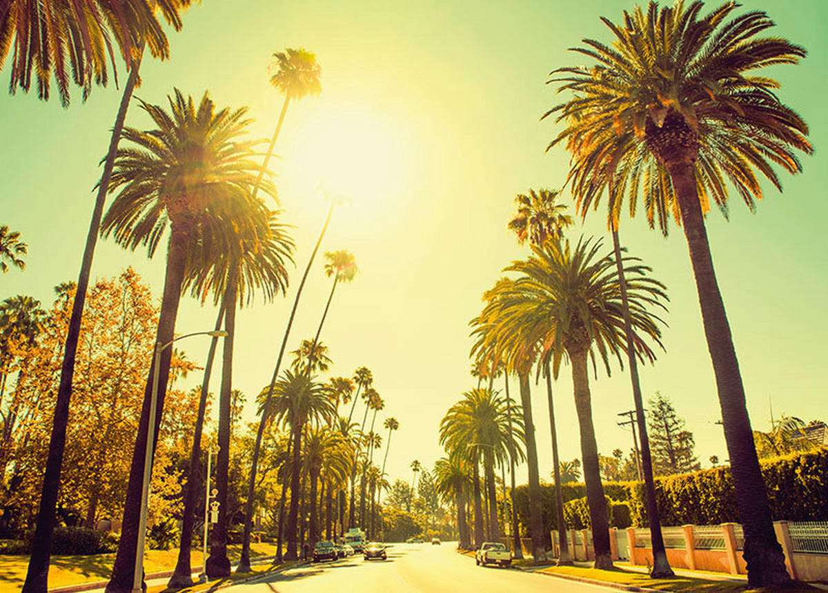 Komar Poster Palm Alley Palmen B/L: ca. 40x30 cm Palm Alley - (40,00/30,00cm) - Komar