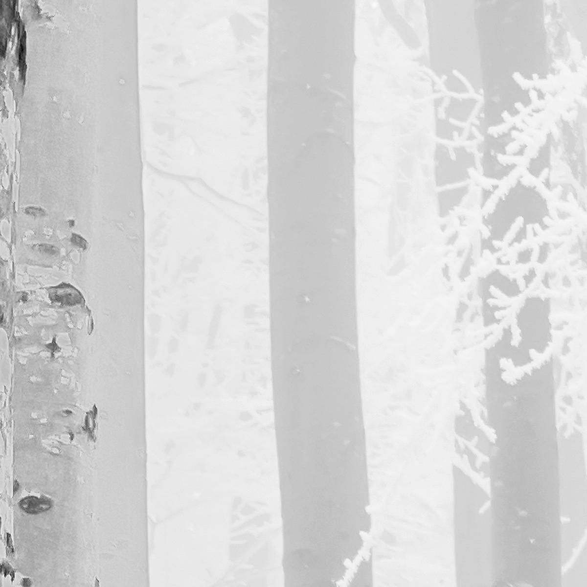Komar Fototapete Winter Wood B/L: ca. 400x280 cm Winter Wood - (400,00/280,00cm) - Komar