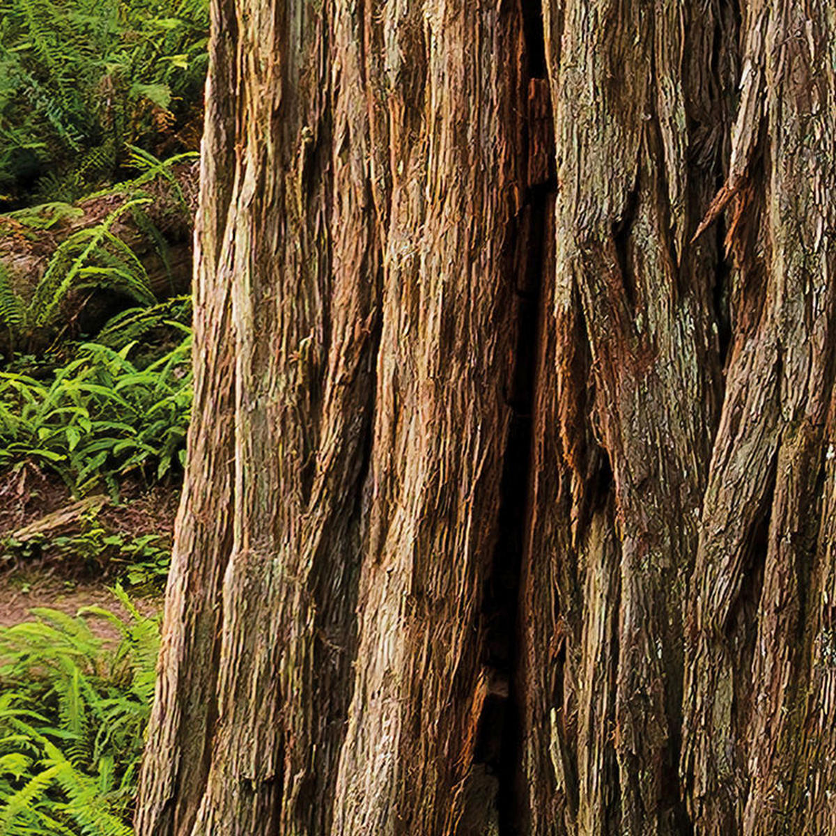 Komar Fototapete Redwood Trail B/L: ca. 450x280 cm Redwood Trail - (450,00/280,00cm) - Komar