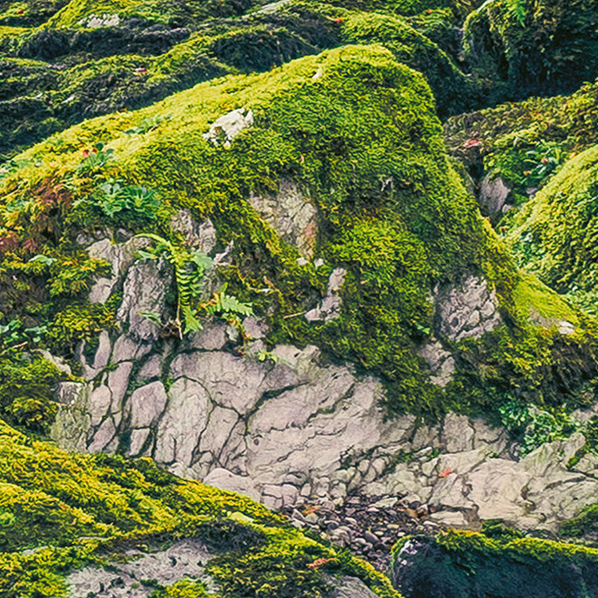 Komar Fototapete Green Tales B/L: ca. 400x250 cm Green Tales - (400,00/250,00cm) - Komar