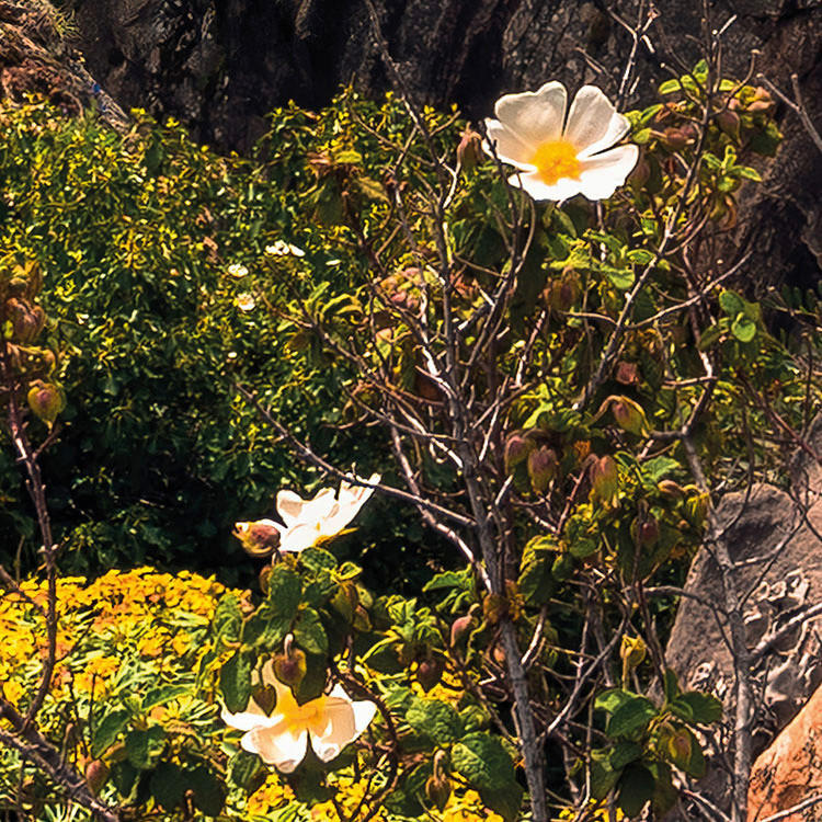 Komar Fototapete Rainbow Lands B/L: ca. 450x280 cm Rainbow Lands - (450,00/280,00cm) - Komar