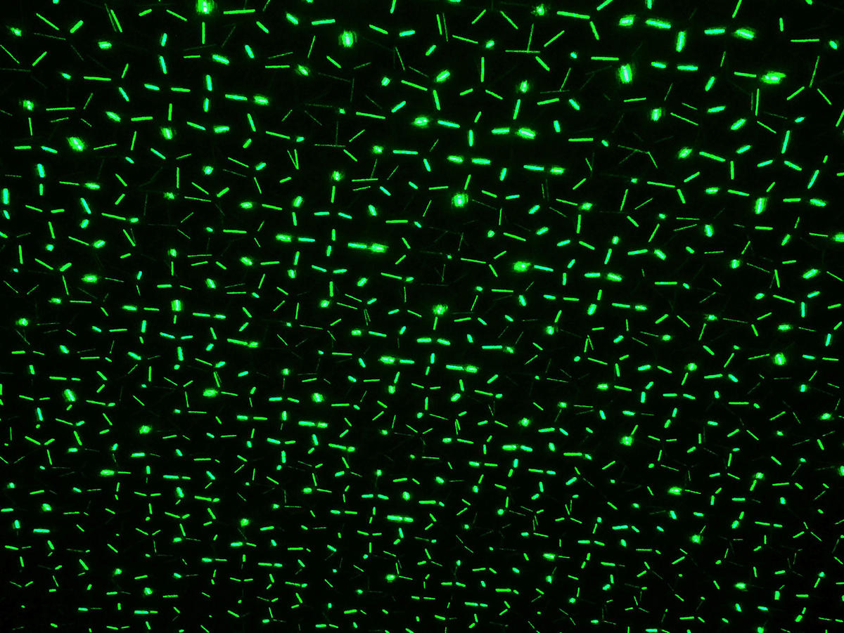LED-Laser Erdspieß mit LED 5200861 H/D: ca. 40x10 cm LED Laser Erdspieß mit LED - (10,00/40,00cm) - Näve Leuchten