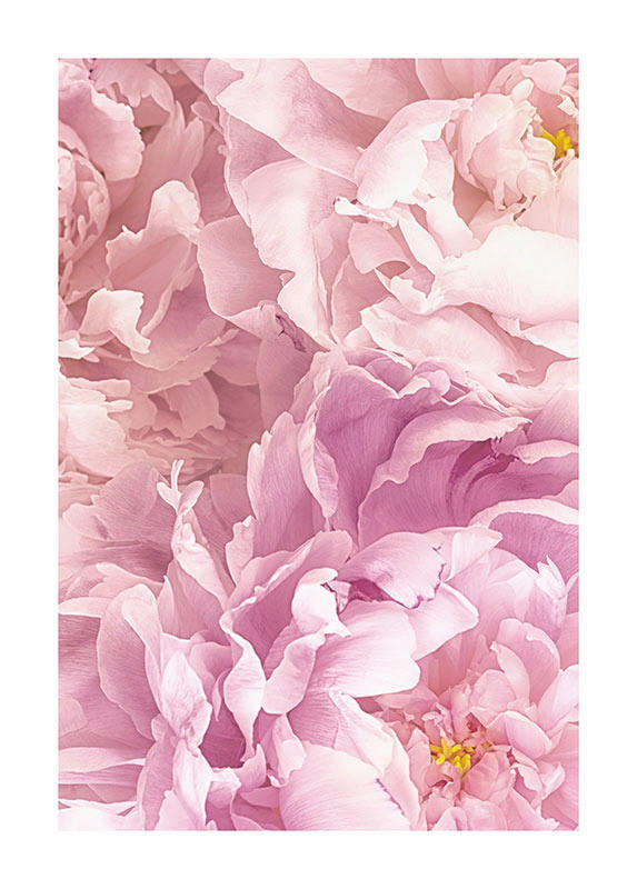 Komar Poster Soave Blumen B/L: ca. 50x70 cm Soave - (50,00/70,00cm) - Komar