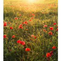 Komar Fototapete Poppy World B/L: ca. 250x280 cm Poppy World - (250,00/280,00cm) - Komar
