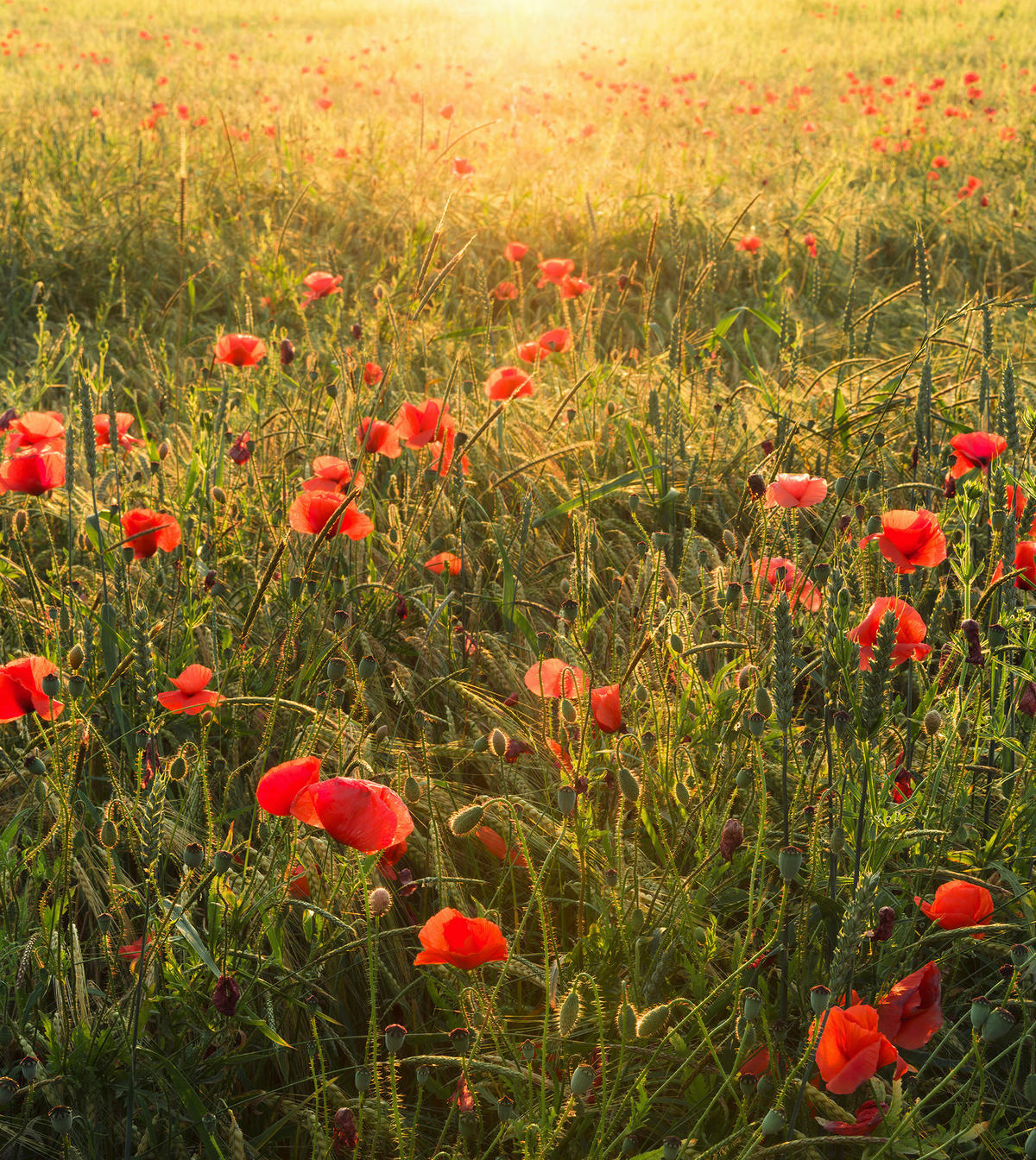 Komar Fototapete Poppy World B/L: ca. 250x280 cm Poppy World - (250,00/280,00cm) - Komar