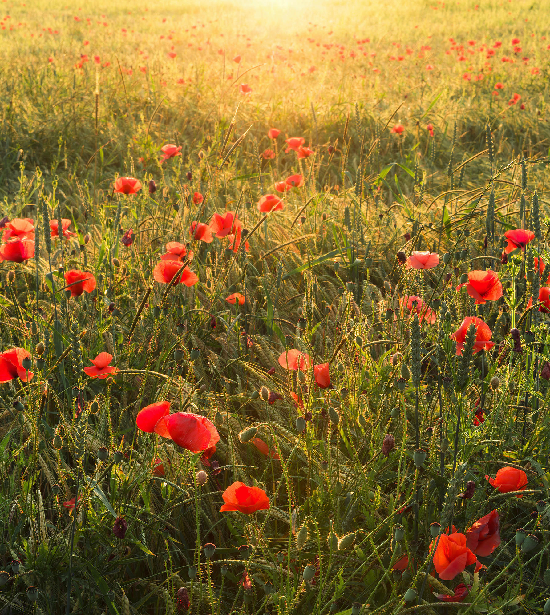 Komar Fototapete Poppy World B/L: ca. 250x280 cm günstig online kaufen