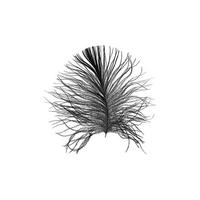 Komar Poster Feather White Feder B/L: ca. 30x40 cm Feather White - (30,00/40,00cm) - Komar