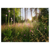 Komar Fototapete Summer Glade Wald B/L: ca. 350x250 cm Summer Glade - (350,00/250,00cm) - Komar