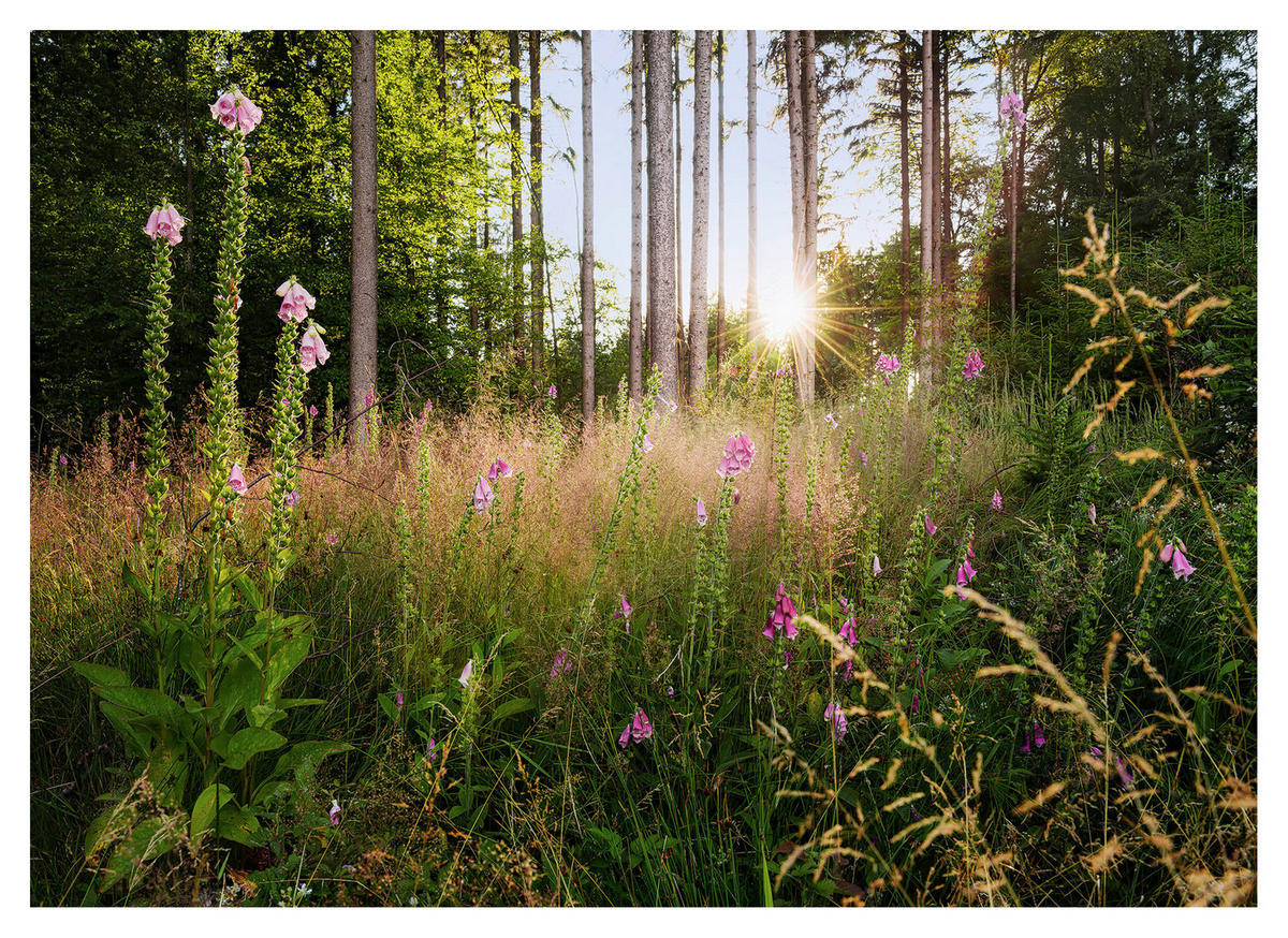 Komar Fototapete Summer Glade Wald B/L: ca. 350x250 cm Summer Glade - (350,00/250,00cm) - Komar