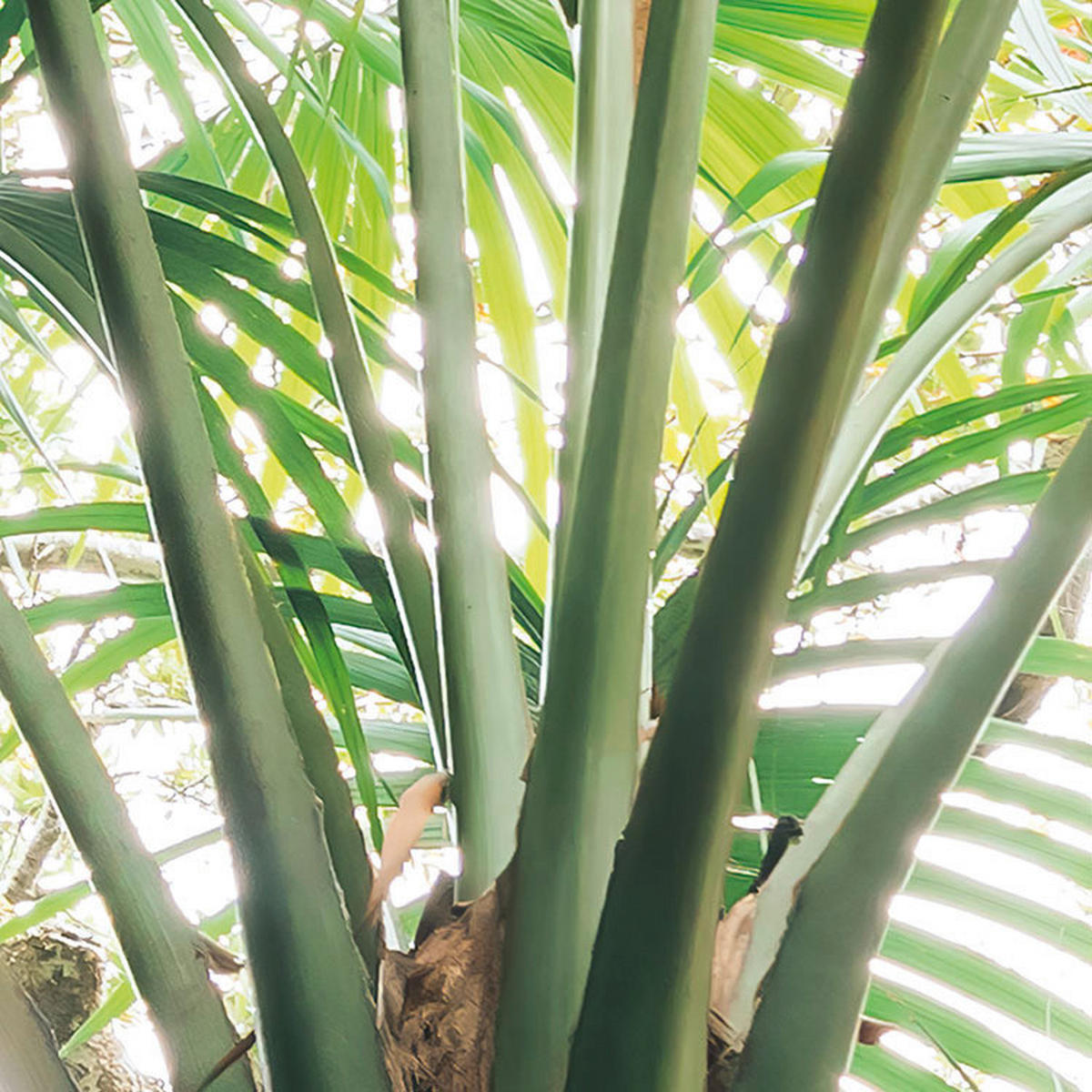 Komar Fototapete Touch the Jungle B/L: ca. 450x280 cm Touch the Jungle - (450,00/280,00cm) - Komar