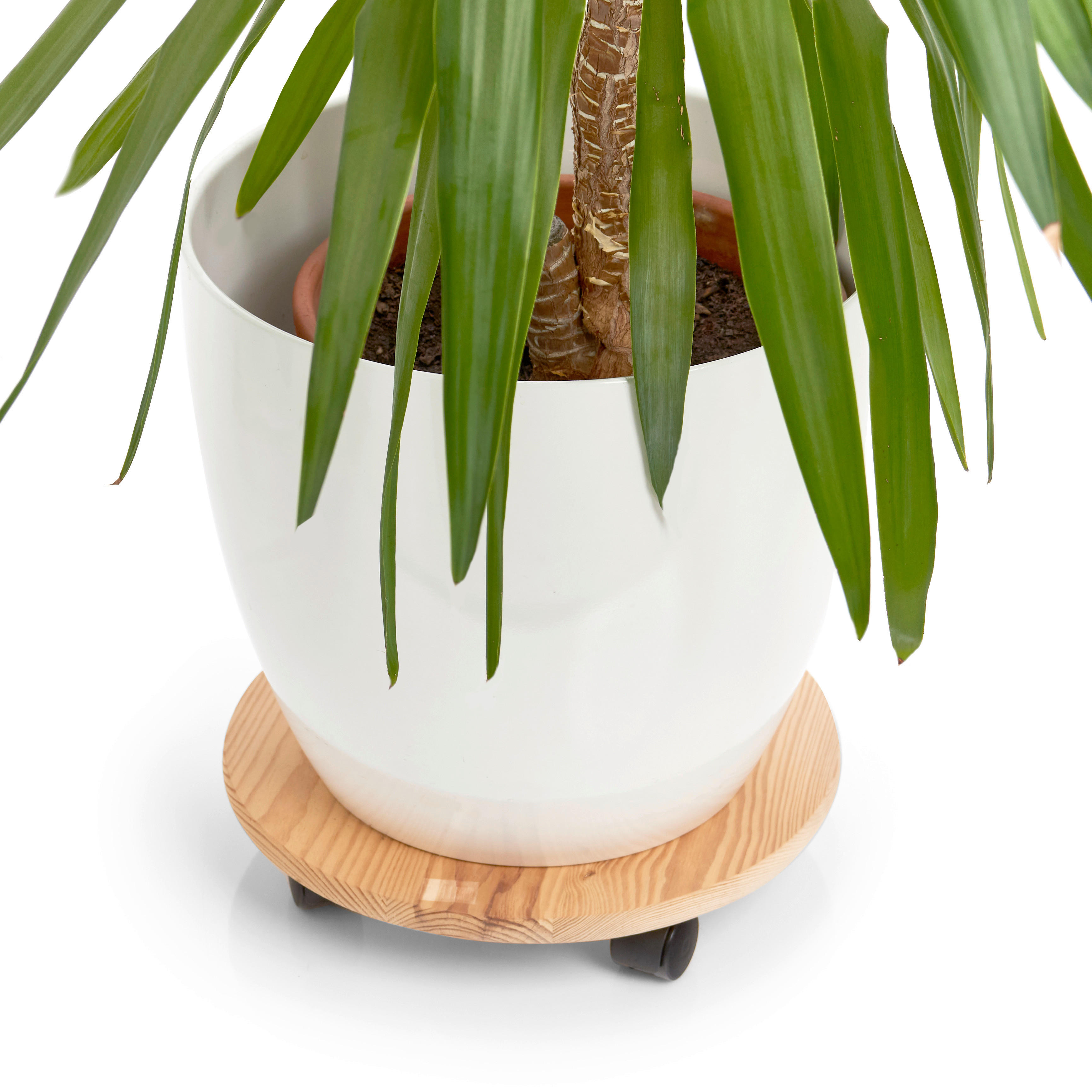 Zeller Pflanzenroller natur Kiefer B/H/L: ca. 35x7x35 cm Pflanzenroller - natur (35,00/35,00/7,00cm) - Zeller