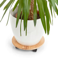 Zeller Pflanzenroller natur Kiefer B/H/L: ca. 35x7x35 cm Pflanzenroller - natur (35,00/35,00/7,00cm) - Zeller