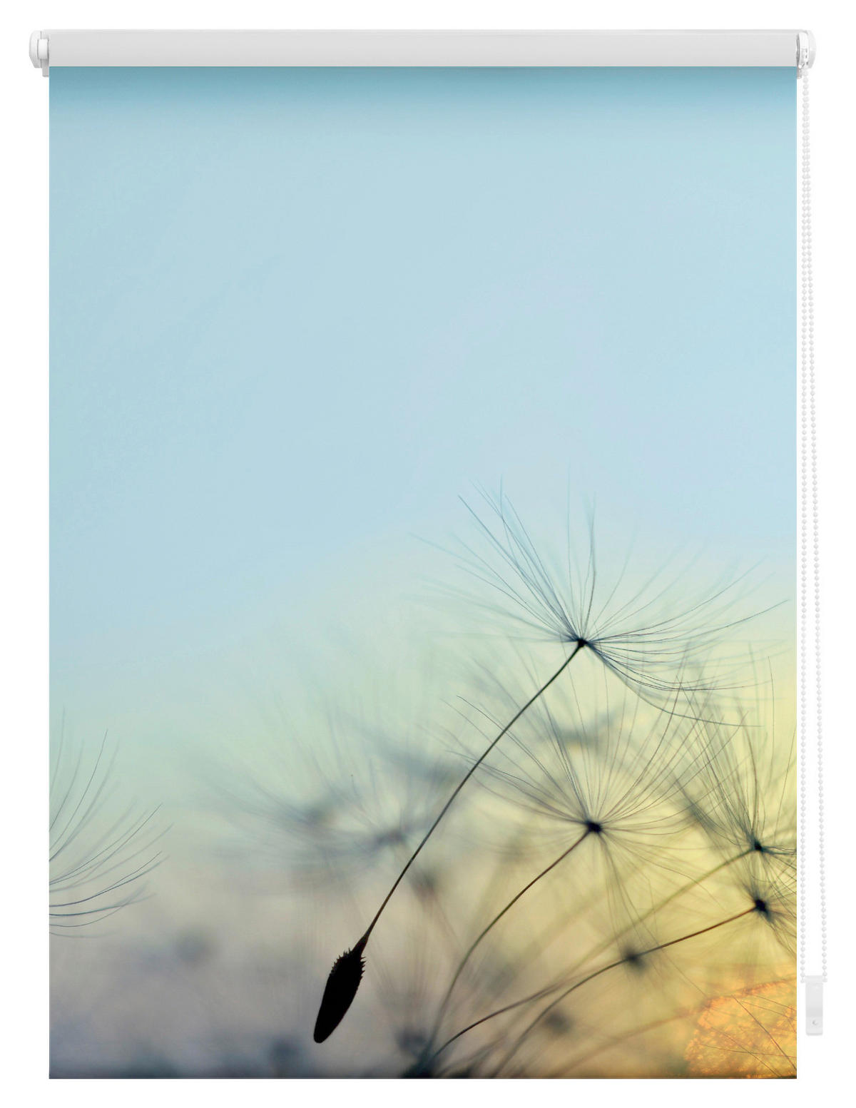 LICHTBLICK Rollo Pusteblume blau B/L: ca. 80x150 cm Pusteblume - blau (80,00/150,00cm) - LICHTBLICK