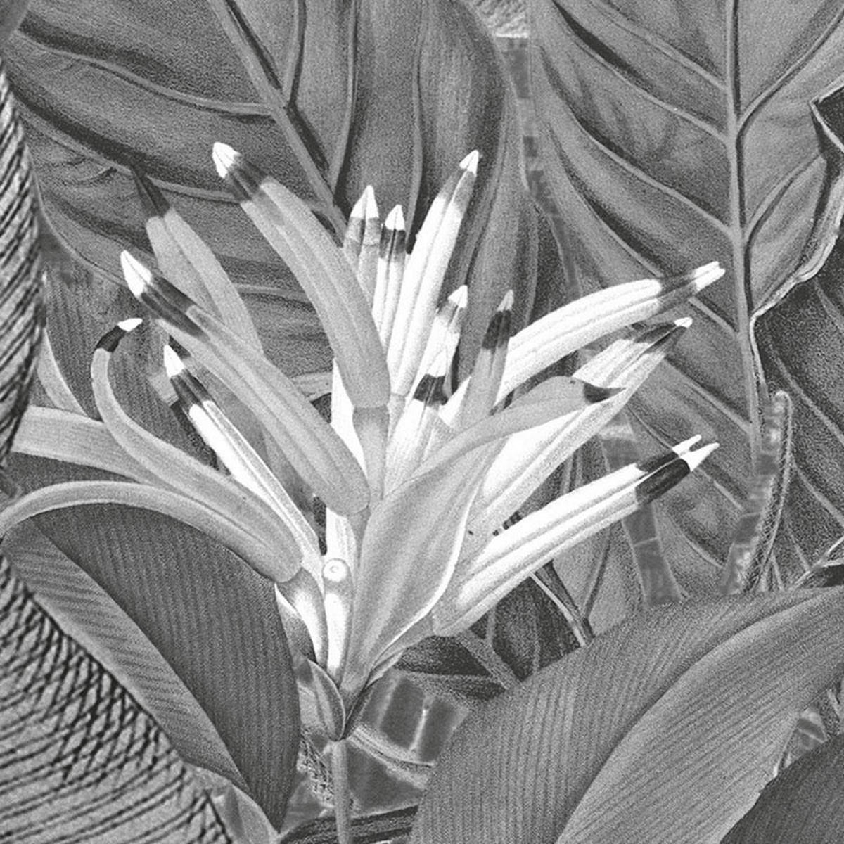 Komar Fototapete Amazonia Black & White B/L: ca. 400x250 cm Amazonia Black & White - (400,00/250,00cm) - Komar