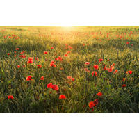 Komar Fototapete Poppy World B/L: ca. 450x280 cm Poppy World - (450,00/280,00cm) - Komar