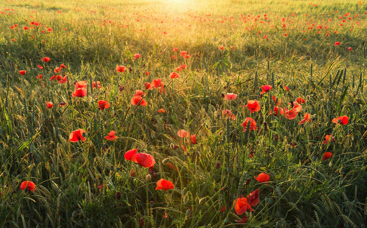 Komar Fototapete Poppy World B/L: ca. 450x280 cm Poppy World - (450,00/280,00cm) - Komar
