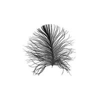 Komar Poster Feather White Feder B/L: ca. 50x70 cm Feather White - (50,00/70,00cm) - Komar