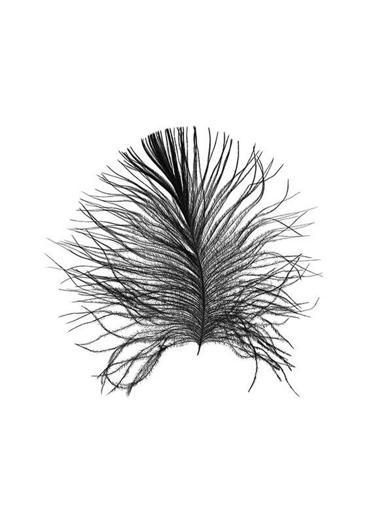 Komar Poster Feather White Feder B/L: ca. 50x70 cm Feather White - (50,00/70,00cm) - Komar