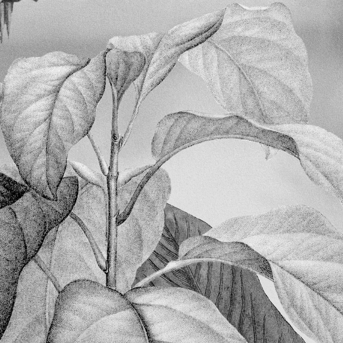 Komar Fototapete Lac Tropical Black & White B/L: ca. 200x270 cm Lac Tropical Black & White - (200,00/270,00cm) - Komar