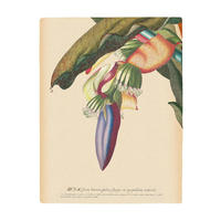 Komar Poster Banana Heart Pflanzen B/L: ca. 40x50 cm Banana Heart - (40,00/50,00cm) - Komar