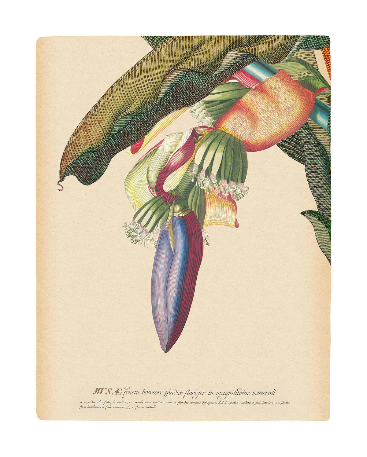 Komar Poster Banana Heart Pflanzen B/L: ca. 40x50 cm Banana Heart - (40,00/50,00cm) - Komar