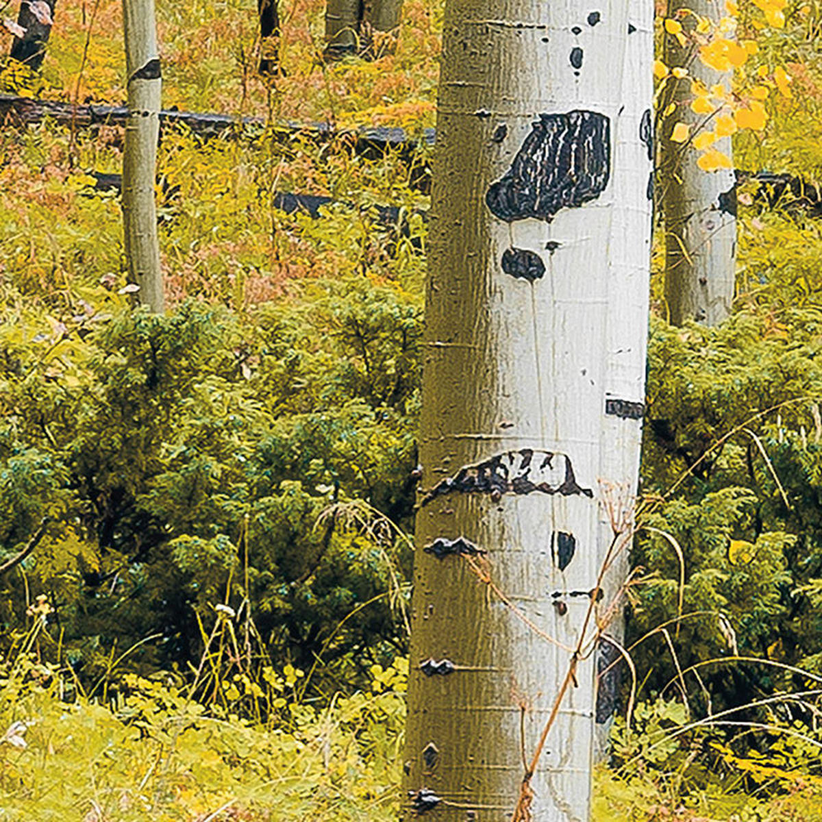 Komar Fototapete Orange Forest B/L: ca. 400x250 cm Orange Forest - (400,00/250,00cm) - Komar