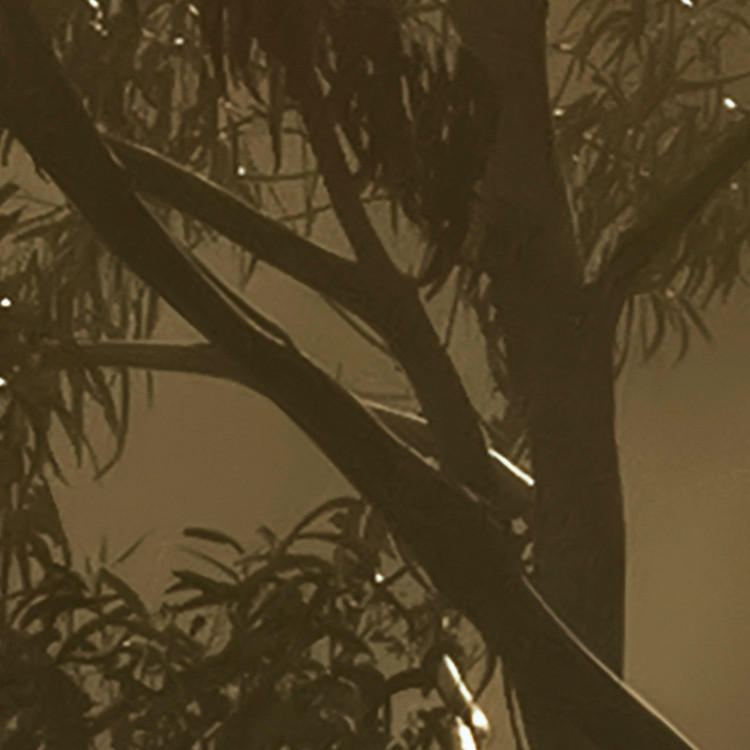 Komar Fototapete Foggy Sunshine B/L: ca. 400x250 cm Foggy Sunshine - (400,00/250,00cm) - Komar