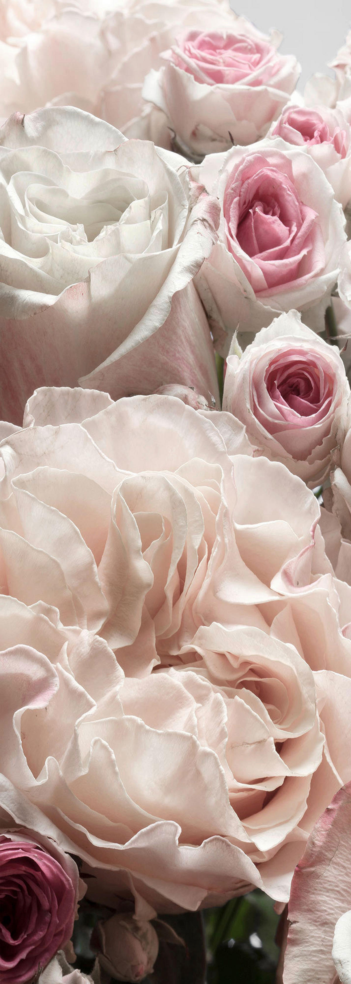 Komar Fototapete Englische Rosen B/L: ca. 100x280 cm Englische Rosen - (100,00/280,00cm) - Komar