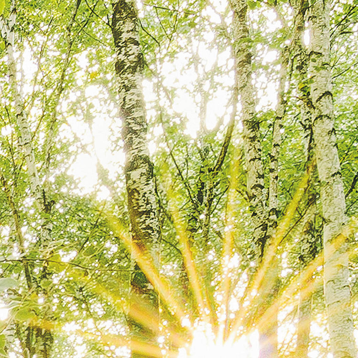 Komar Fototapete Birch Trees B/L: ca. 400x250 cm Birch Trees - (400,00/250,00cm) - Komar