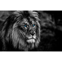 Keilrahmenbild Keilrahmenbild 78x118cm - (78,00/118,00cm)