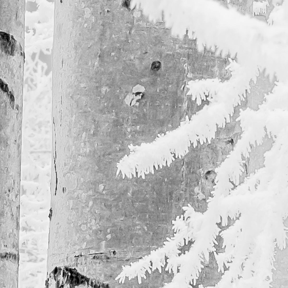 Komar Fototapete Winter Wood B/L: ca. 400x280 cm Winter Wood - (400,00/280,00cm) - Komar