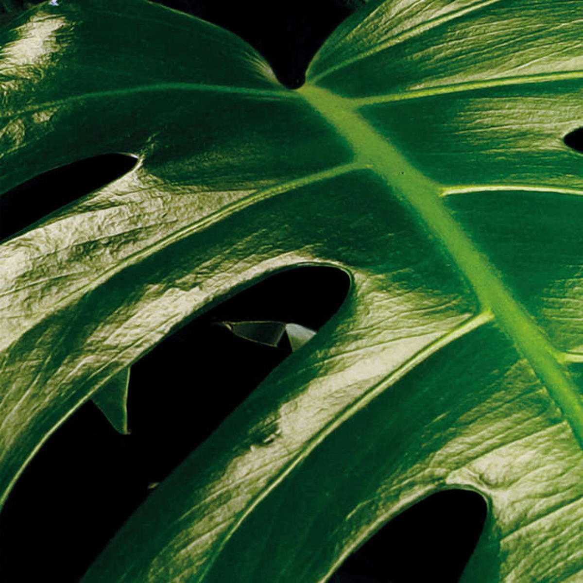 Komar Fototapete Tropical Wall Panel B/L: ca. 100x250 cm Tropical Wall Panel - (100,00/250,00cm) - Komar