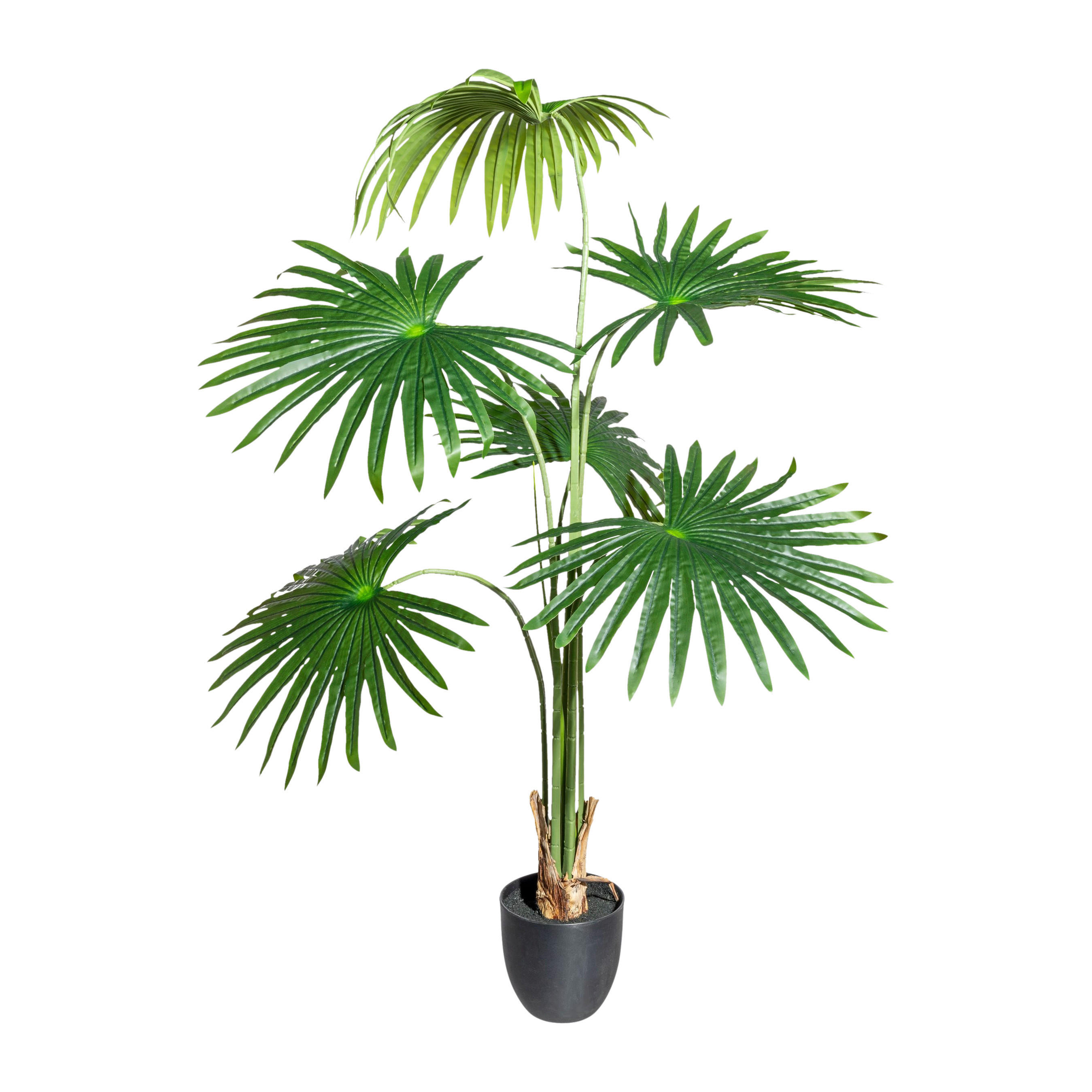 Kunstpflanze Washingtonia grün Kunststoff B/H/L: ca. 25x118x25 cm Washingtonia - grün (25,00/25,00/118,00cm)