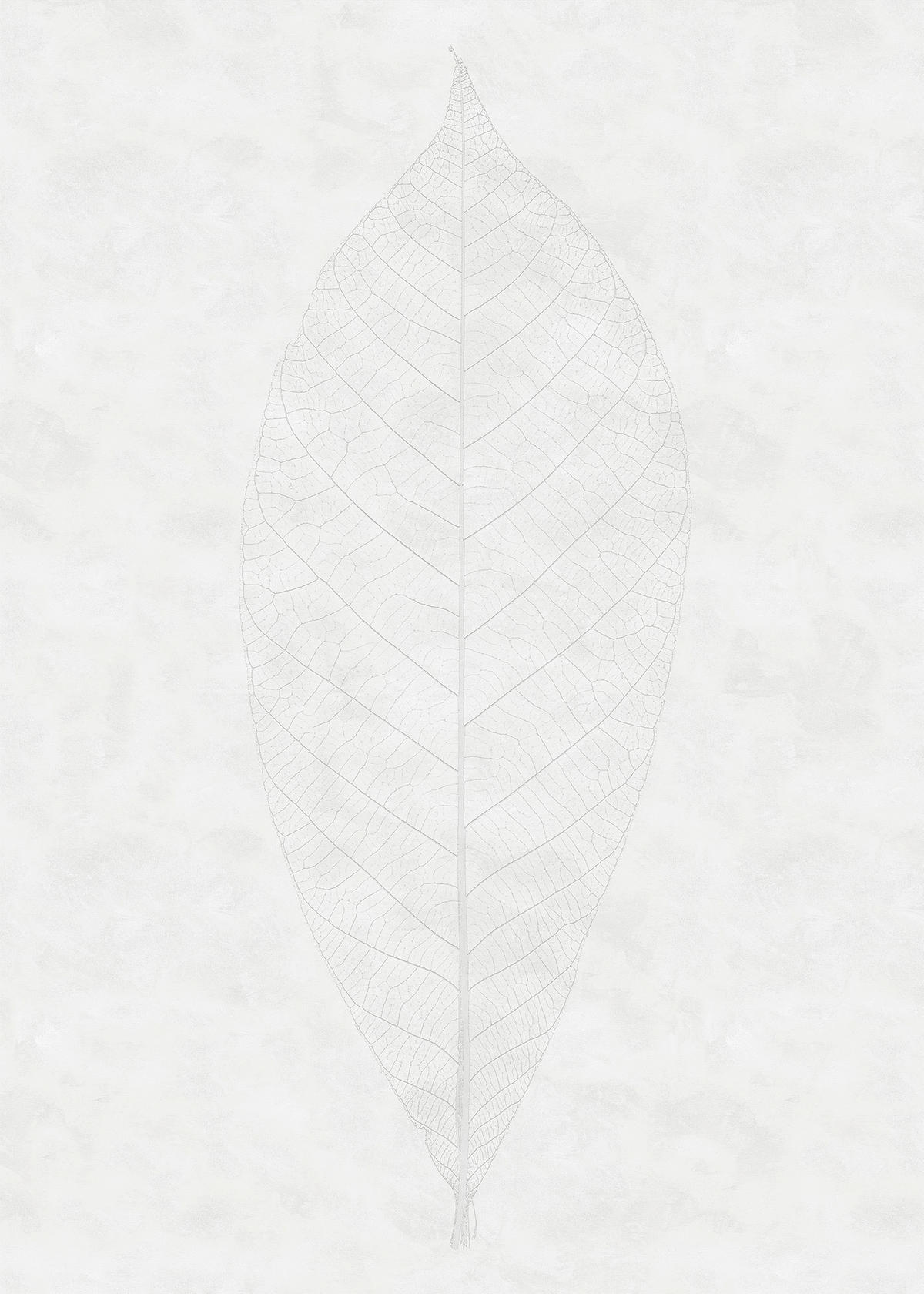 Komar Fototapete Decent Leaf B/L: ca. 200x280 cm Decent Leaf - (200,00/280,00cm) - Komar