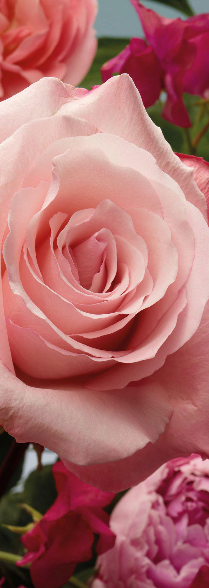 Komar Fototapete Rosenduft B/L: ca. 100x280 cm Rosenduft - (100,00/280,00cm) - Komar