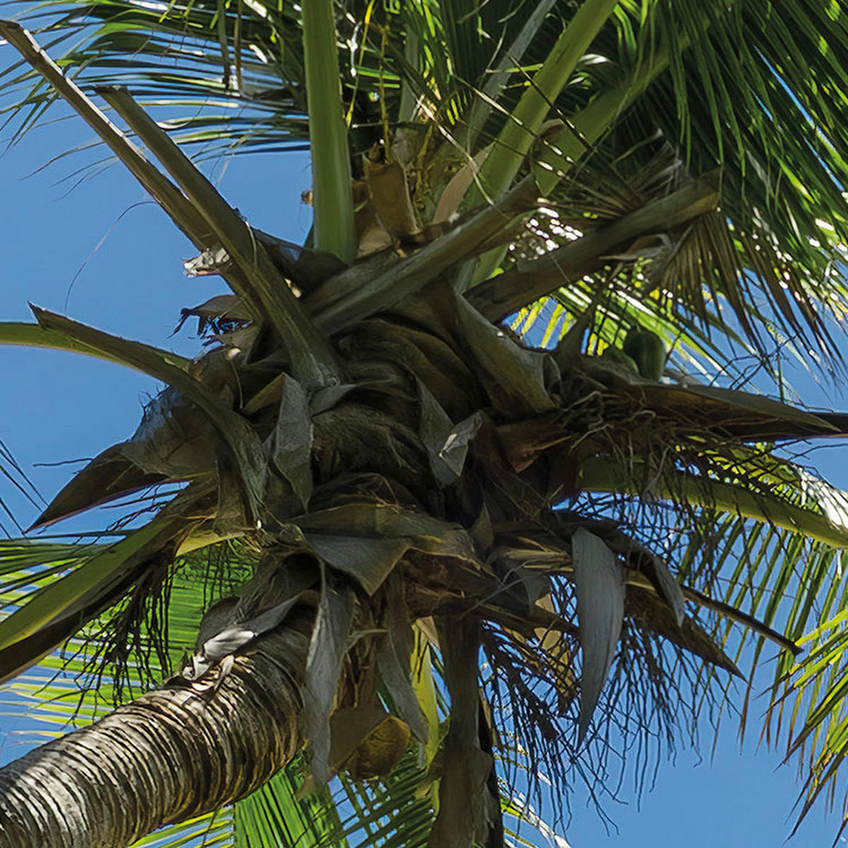 Komar Fototapete Cast Away Jungle B/L: ca. 450x280 cm Cast Away Jungle - (450,00/280,00cm) - Komar
