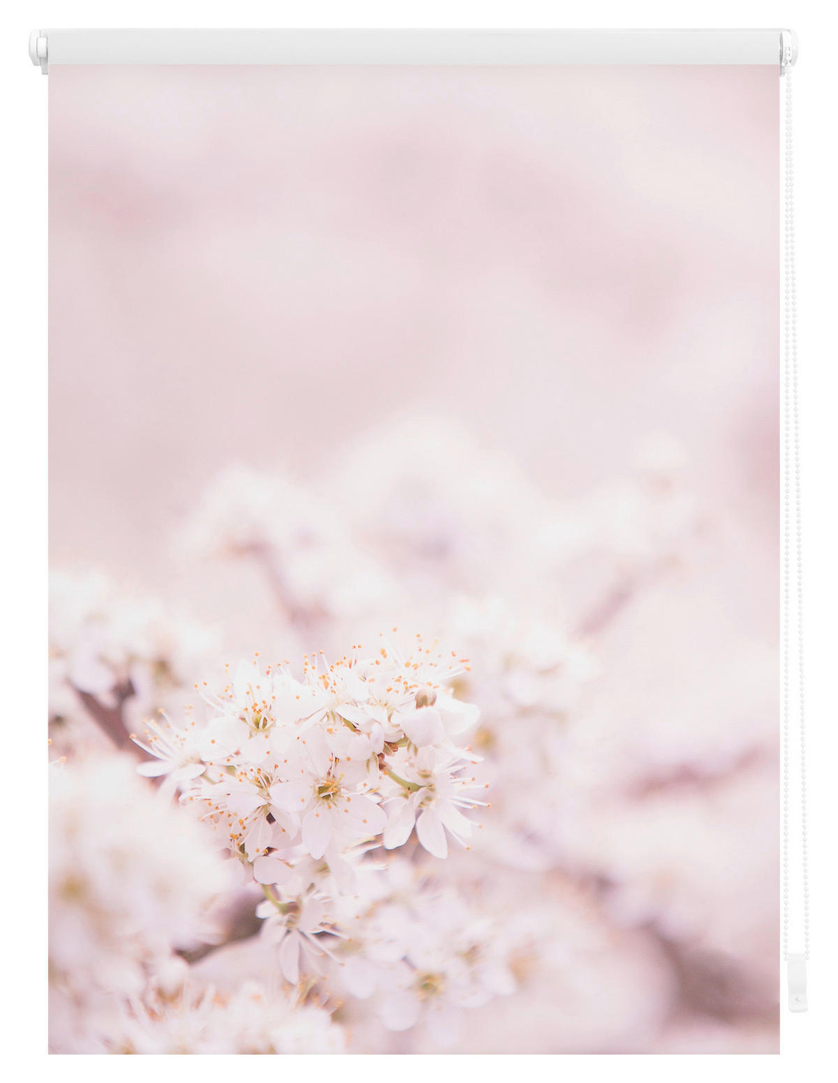 Verdunkelungsrollo Kirschblüten rosé B/L: ca. 80x150 cm Kirschblüten - weiß/rosé (80,00/150,00cm) - LICHTBLICK