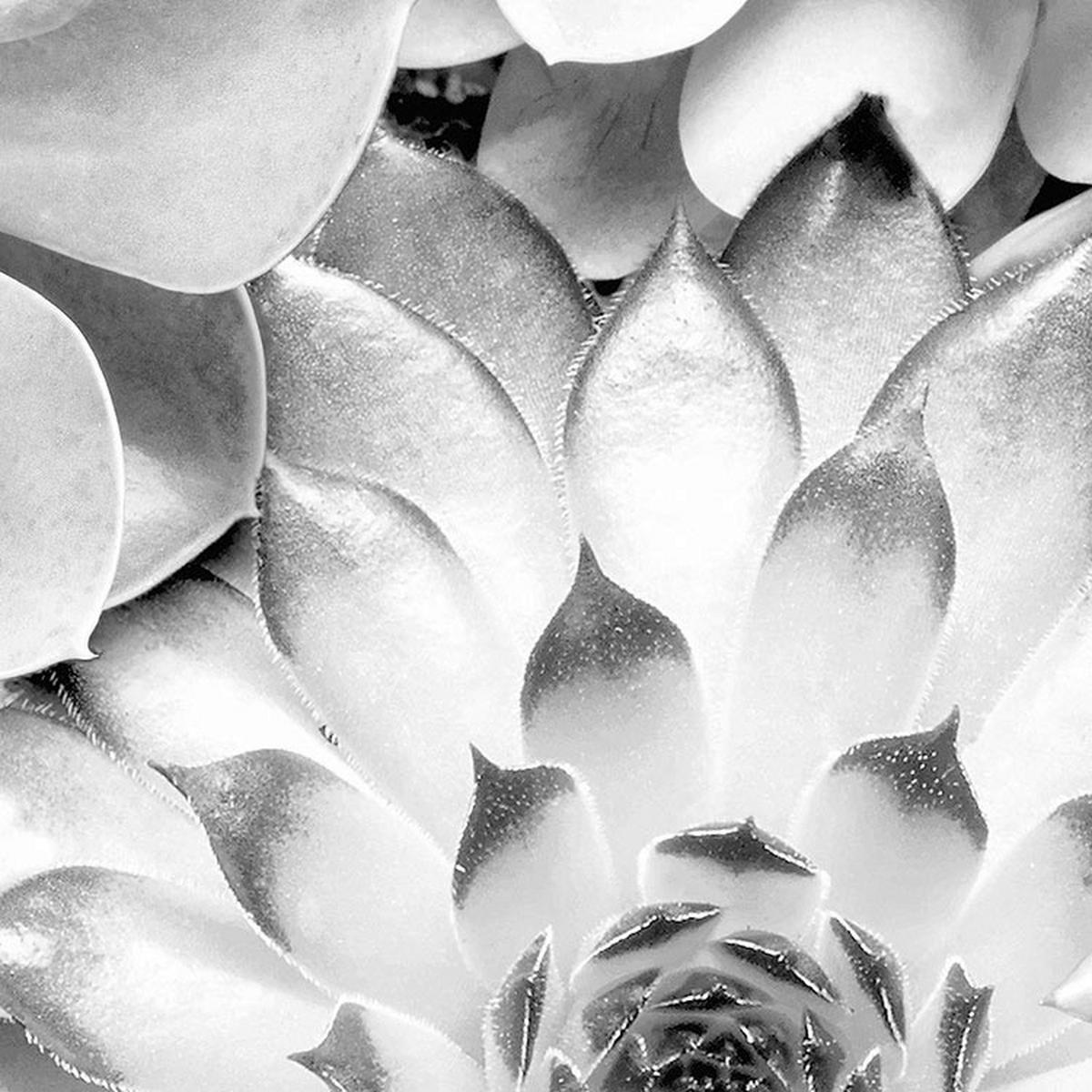 Komar Fototapete Echeveria D: ca. 125 cm Echeveria - (125,00cm) - Komar