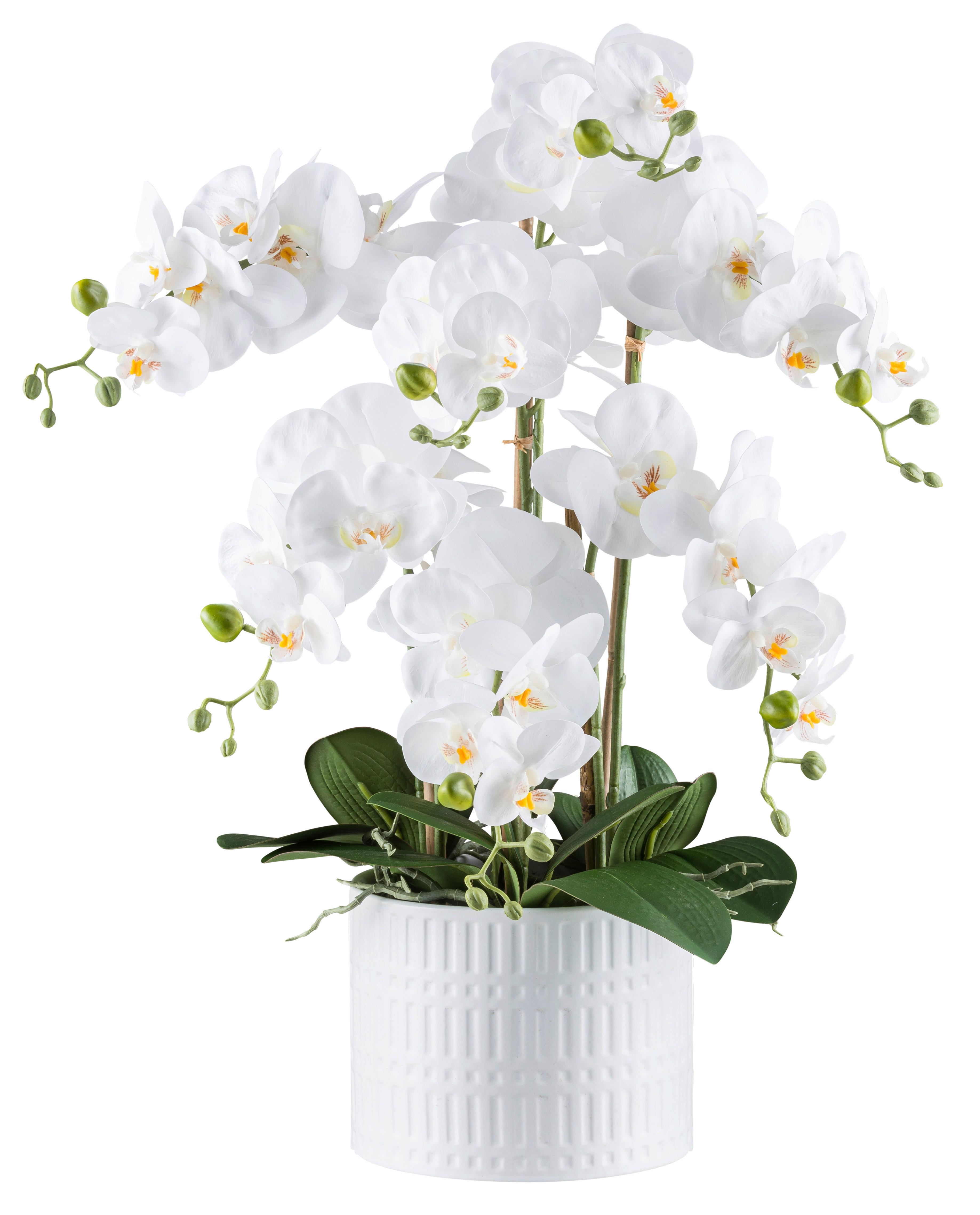 Kunstpflanze Phalaenopsis weiß Kunststoff B/H/L: ca. 24x62x24 cm Phalaenopsis - weiß (24,00/24,00/62,00cm)