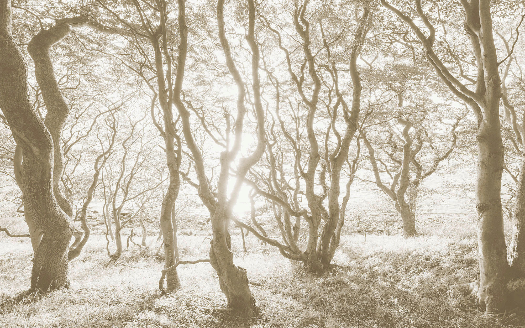 Komar Fototapete Bleached Birch B/L: ca. 400x250 cm