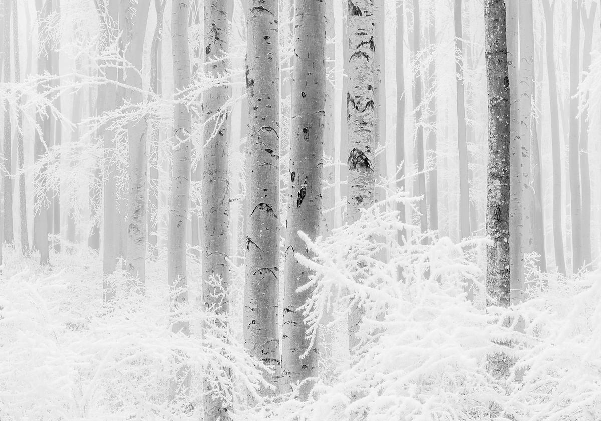 Komar Fototapete Winter Wood B/L: ca. 400x280 cm Winter Wood - (400,00/280,00cm) - Komar