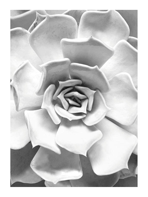 Komar Poster Succulent Closeup Pflanzen B/L: ca. 30x40 cm günstig online kaufen