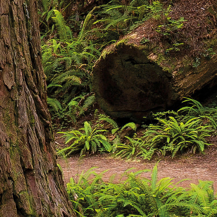 Komar Fototapete Redwood Trail B/L: ca. 450x280 cm Redwood Trail - (450,00/280,00cm) - Komar