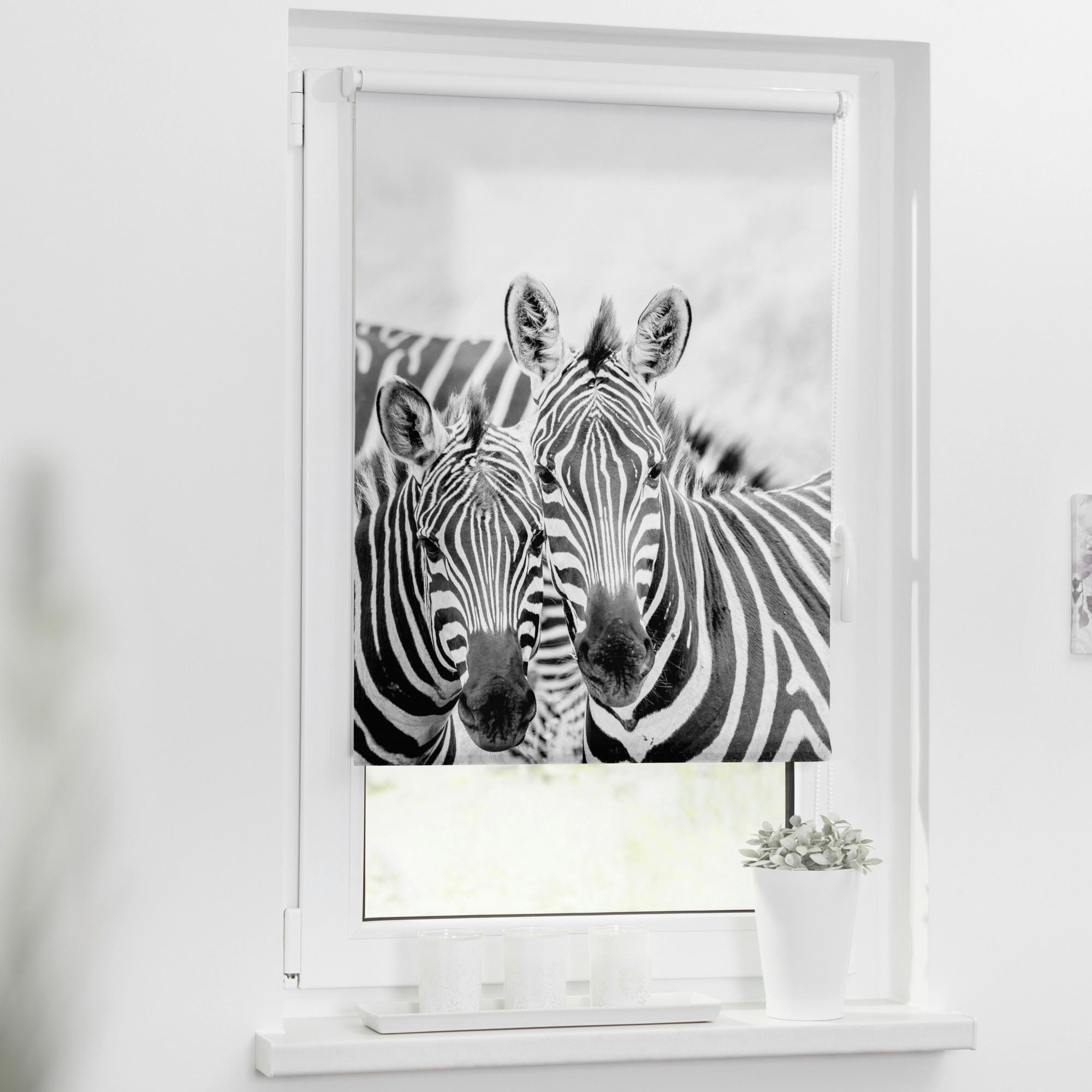 LICHTBLICK Rollo Zebra schwarz B/L: ca. 45x150 cm Zebra - weiß/schwarz (45,00/150,00cm) - LICHTBLICK