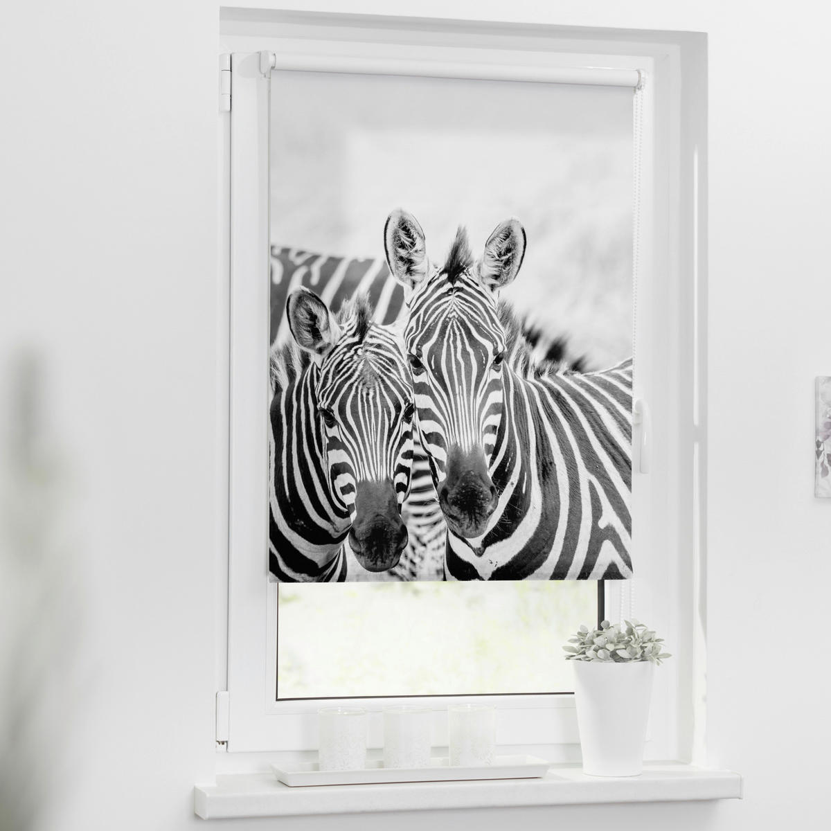 Rollo Zebra Zebra - LICHTBLICK
