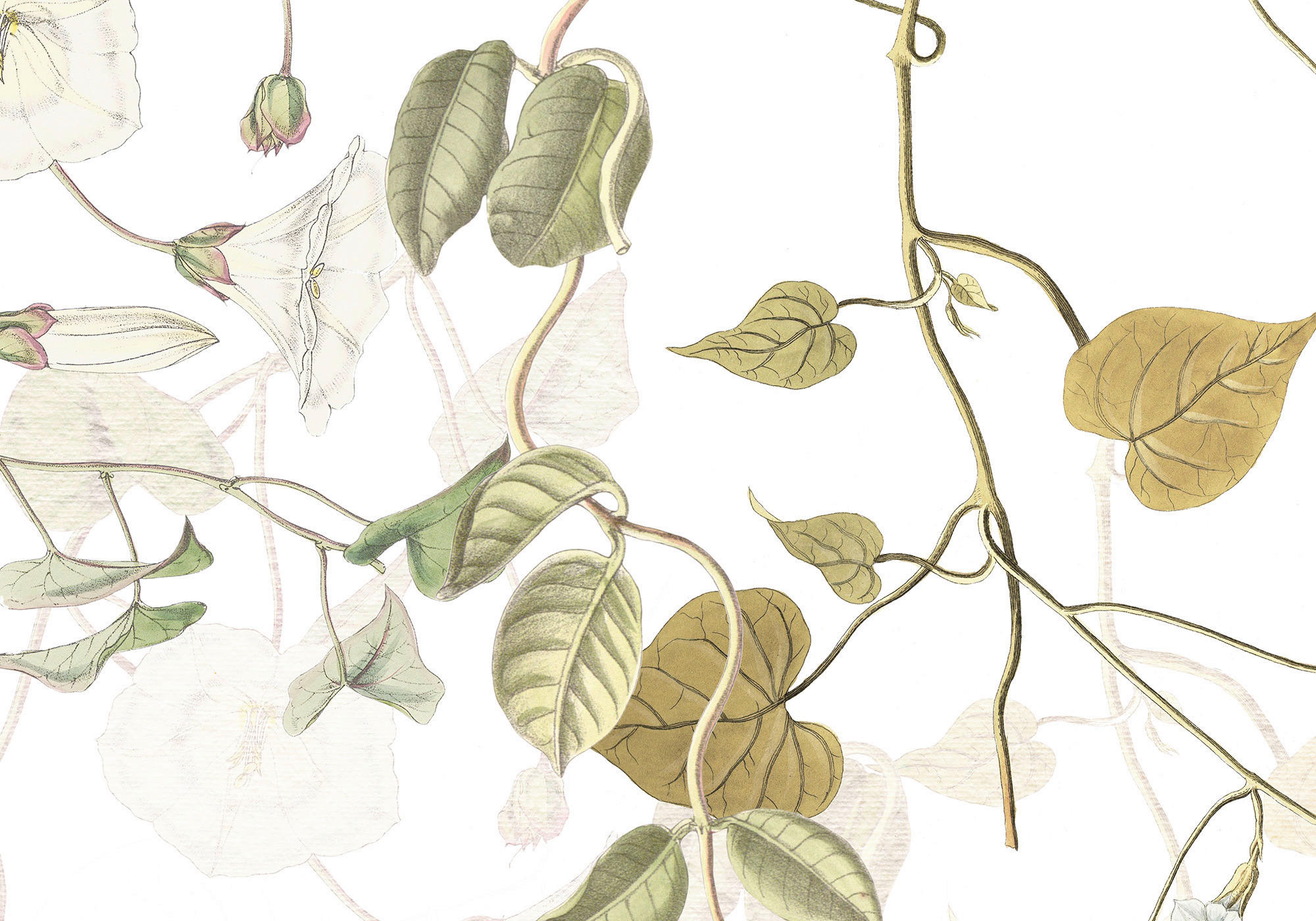 Komar Fototapete Hedera B/L: ca. 300x280 cm Hedera - (300,00/280,00cm) - Komar