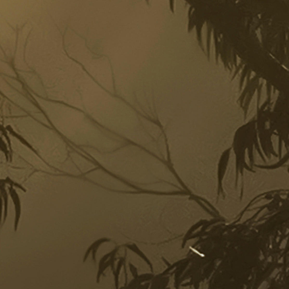 Komar Fototapete Foggy Sunshine B/L: ca. 400x250 cm Foggy Sunshine - (400,00/250,00cm) - Komar