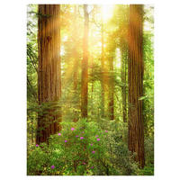 Komar Fototapete Redwood Wald B/L: ca. 200x260 cm Redwood - (200,00/260,00cm) - Komar